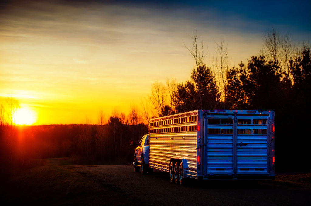 Featherlite livestock trailer at sunset