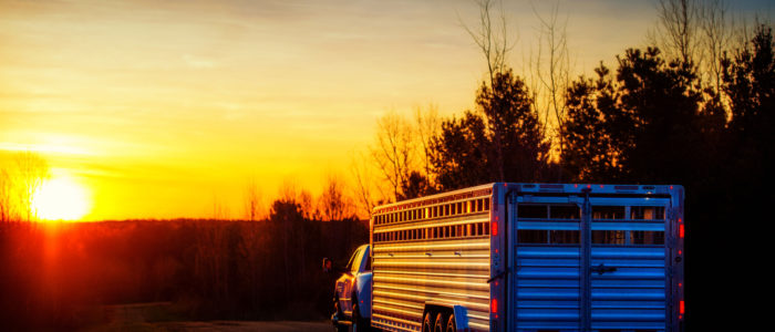 Featherlite livestock trailer at sunset
